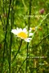 Inner Home, the story of a spiritual path by  Sami