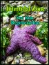 Intertidal Zone---Sea Star Regeneration by Nina B. Bode