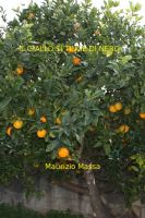 Cover for 'Il Giallo si Tinge di Nero'