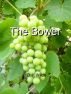 The Bower by D.J. Wilde