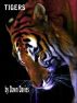 Tigers by Dawn Davies