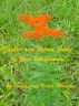 Garden and Nature Guide to June Wildflowers by Gardens And Nature Magazine