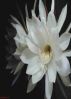 Sonnets and Poems to the Body by Jack Remick