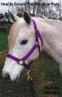 How to Groom Your Horse or Pony by Gina Sanders