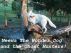 Neewa the Wonder Dog and the Ghost Hunters by John Cerutti