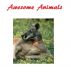 Awesome Animals by Monica P
