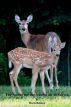 The spring the doe wanted me to baby-sit by Doria Bakken