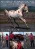 How to Identify and Release Your Horse's Pain Points: An Owner's Guide by Lorrie Bracaloni