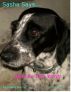 Sasha Says... Stay In The Yard! by Valerie Skinner