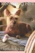 Rehoming Ferri by R Samuels S Bush