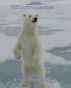 The Last Polar Bear by Victor L. Vining