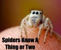Cover for 'Spiders Know A Thing Or Two'