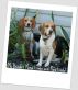 The Antics of Mima Linda and Pipo Lindo. by Alejandro's Libros 