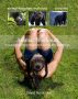 Animal Workouts by David Nordmark